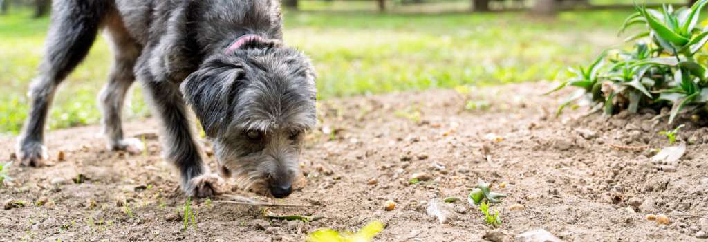 Large gray dog sniffing along the ground
