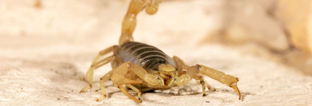 Giant Hairy Scorpion