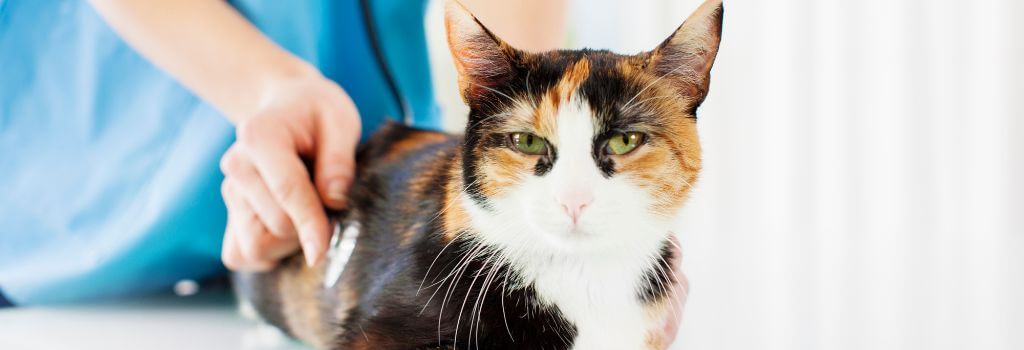 Cat on the exam table at the vet's office