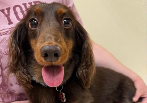 Slink, a dog diagnosed with IMTP at Belton Veterinary Clinic