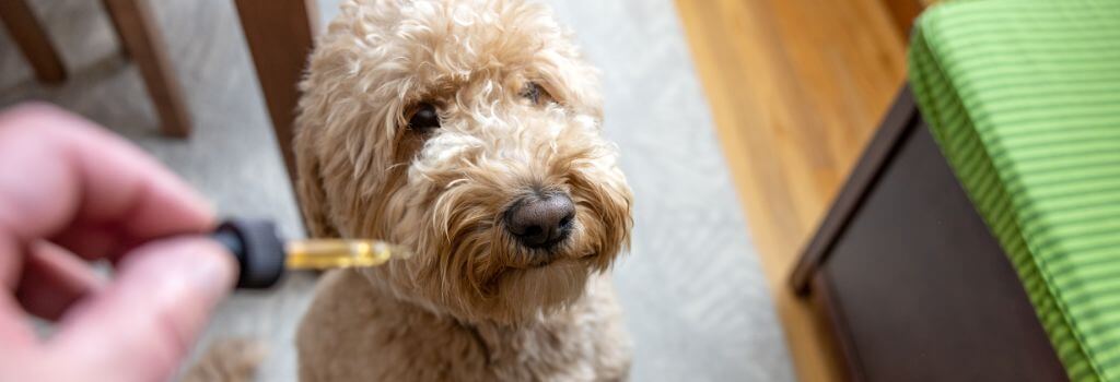 Owner holding dropper of pet CBD oil next to their dog