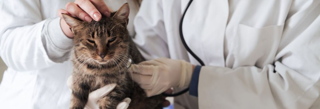 Cat being held and examined by a veterinarian