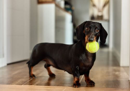 Black Dachshund good apartment breed.