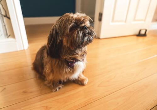 Shih Tzu good apartment breed.