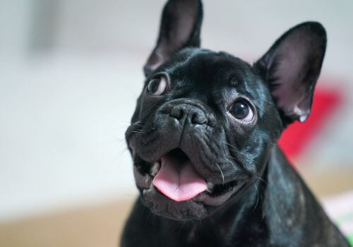 Black French bulldog good apartment breed.