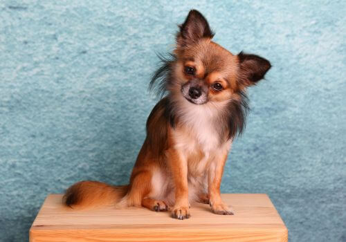 Long haired chihuahua good apartment breed.