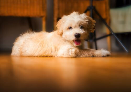 Cute multipoo good apartment breed.