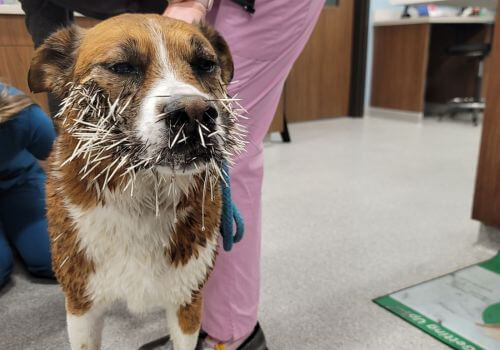 Dog has porcupine quills stuck in its face at the vet's office