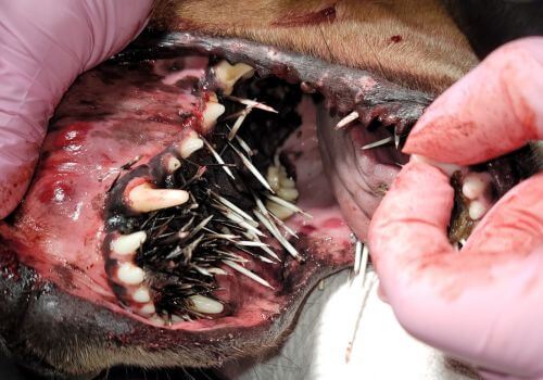 Vet removing porcupine quills from a dog's mouth