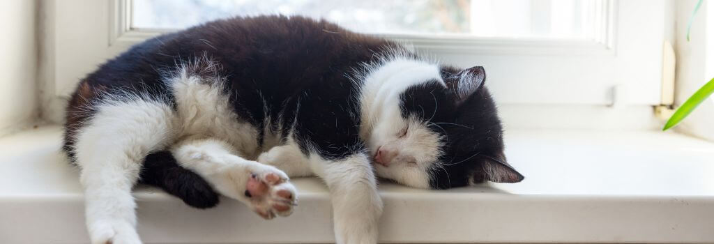 Black and white cat sleeping on a windowsill