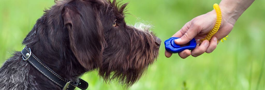 Dog training clicker in an owner's hand