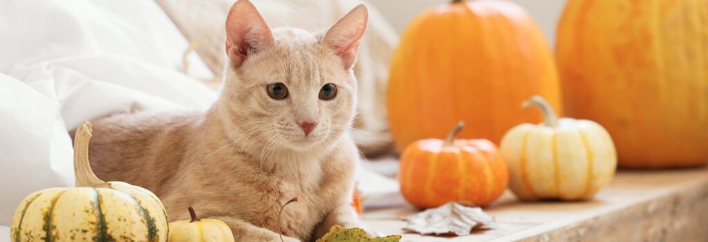 Cat sitting next to pumpkins and Fall Thanksgiving decorations