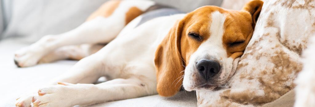 Beagle dog napping on the couch