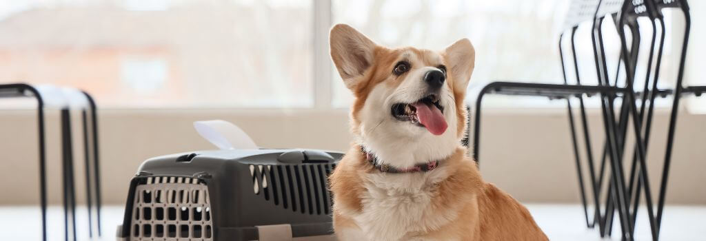 Dog with its carrier at the airport
