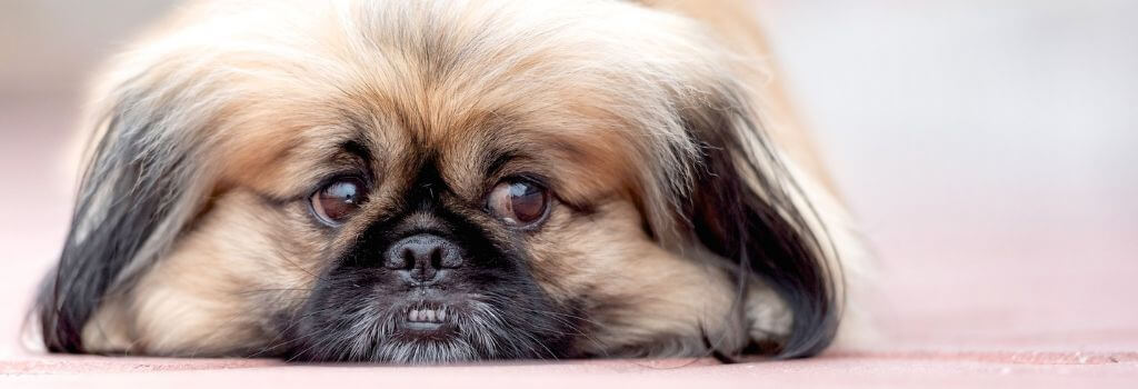 Small brown dog looking sad and worried, dog emotions and body language