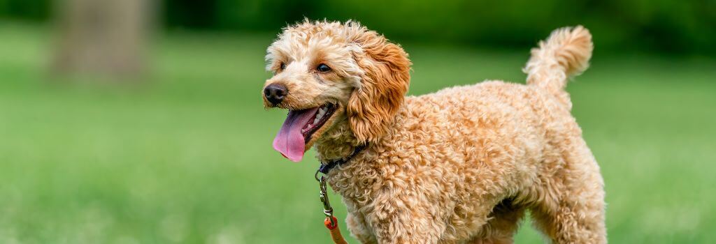 Small brown poodle walking on a leash, showing happy dog body language