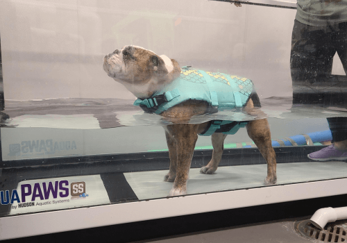 Senior dog with osteoarthritis using underwater treadmill