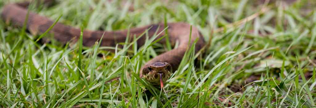 Cottonmouth snake in the grass