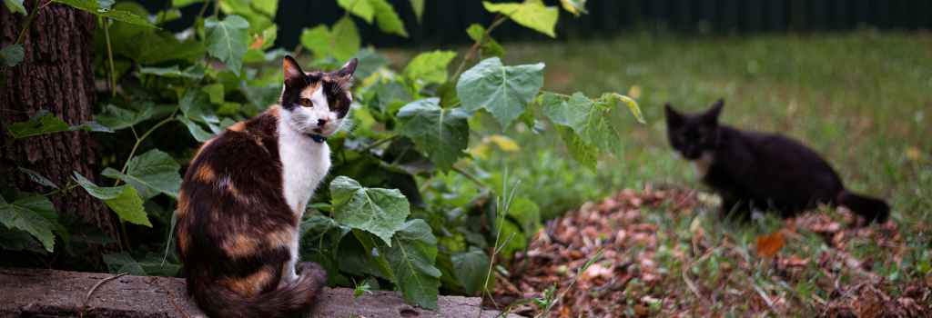Two cats sitting in the grass outside, could be at risk for a pet snake bite
