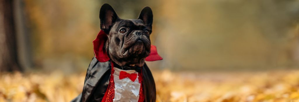 Dog dressed up as a vampire in a dog Halloween costume