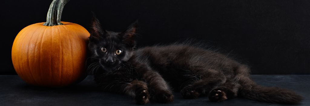Black cat sitting next to a pumpkin