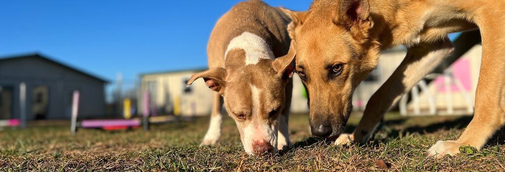 Dogs licking the ground at the park, a way for giardia in dogs to spread