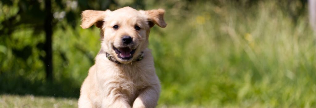 Puppy running outside in an environment that could harbor giardia