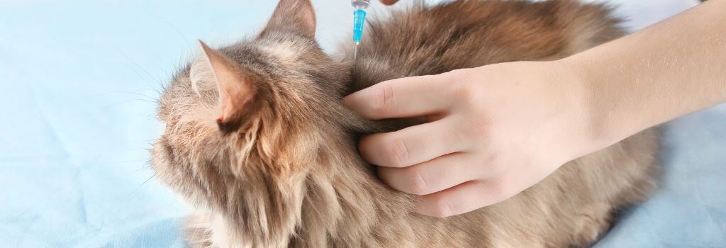 Cat getting a vaccination at the vet's office