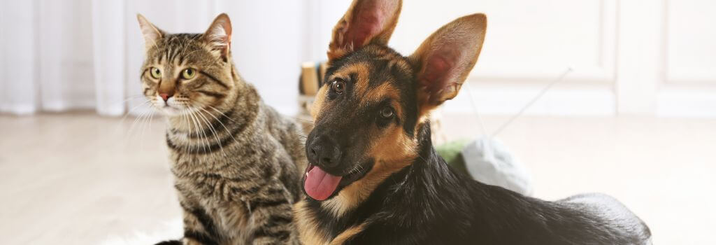 Vaccinated dog and cat happy and laying together at home
