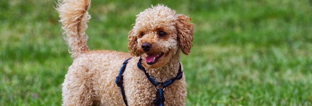 Small brown poodle playing the summer sun