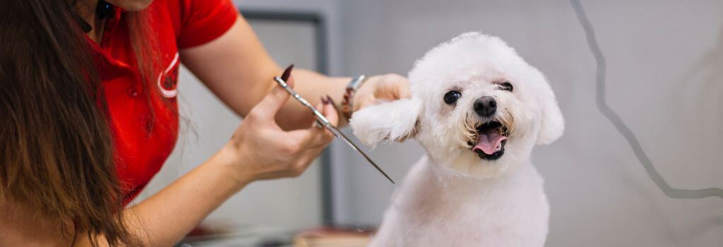 Small white dog getting groomed with a summer trim