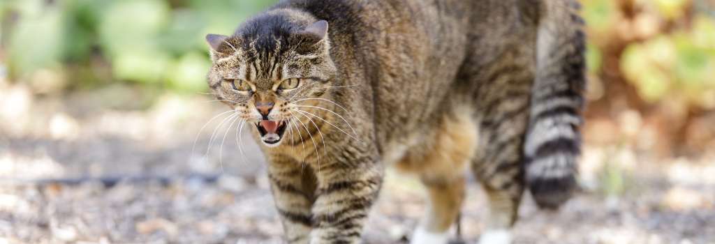 Angry brown cat hissing, showing signs of aggressive body language in cats