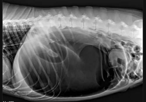 X-ray displaying GDV in dogs