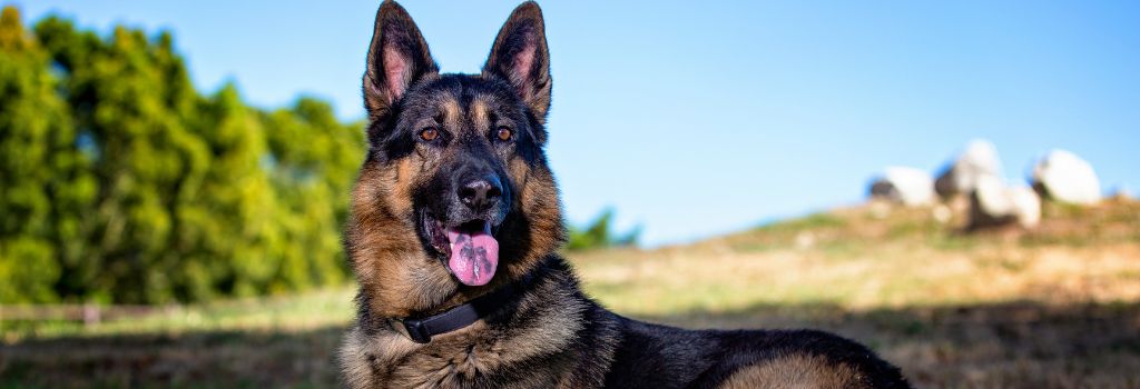 German Shepherd Dog laying outside, a breed at risk for dog GDV