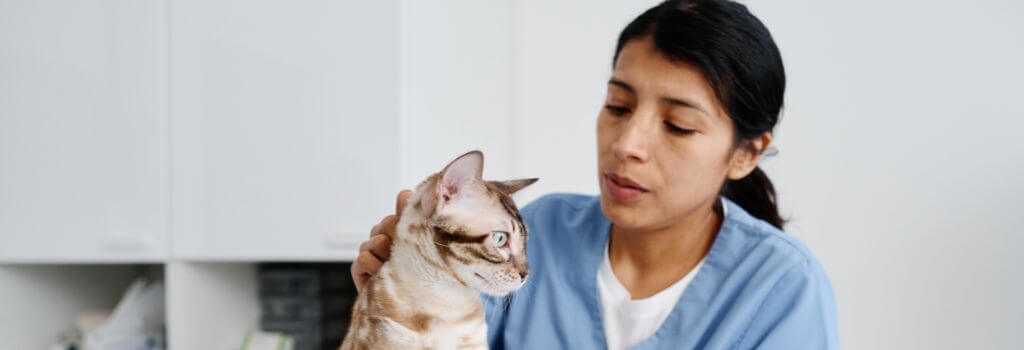 Cat at vet for cat blood work