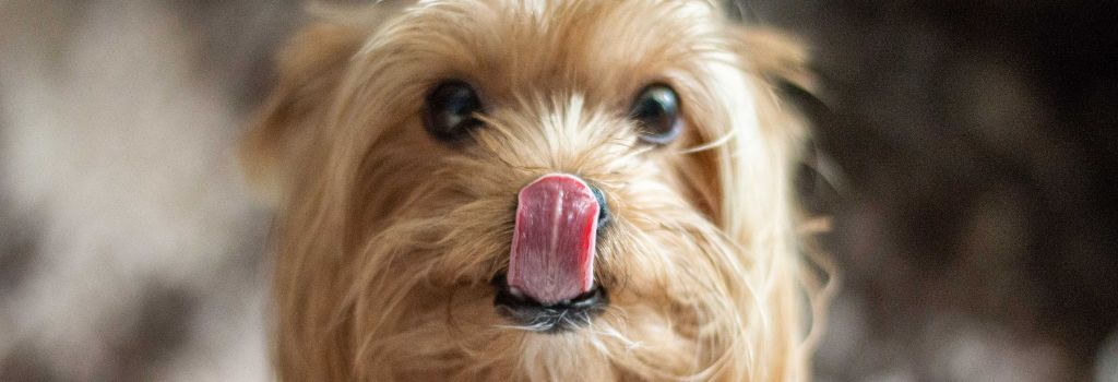 Dog licking its nose