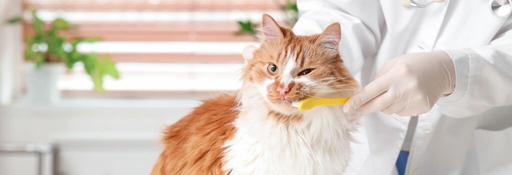 Cat having its teeth brushed with a cat toothbrush