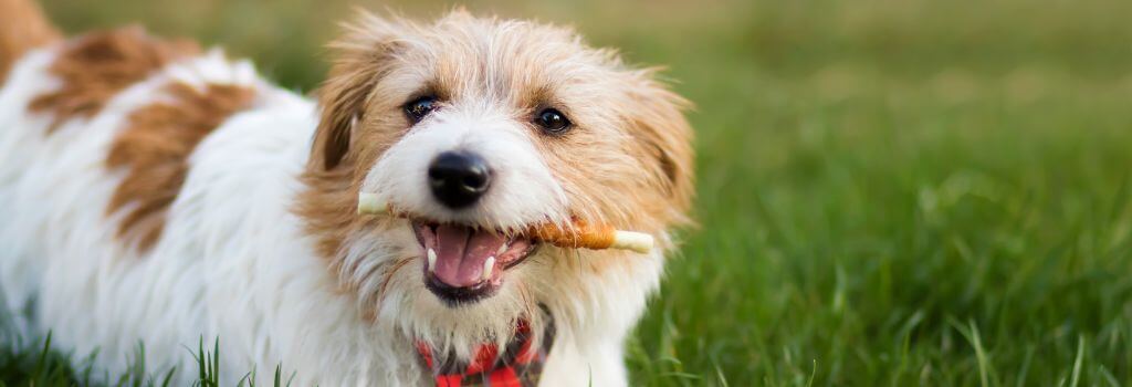 Dog outside chewing on dog dental treat