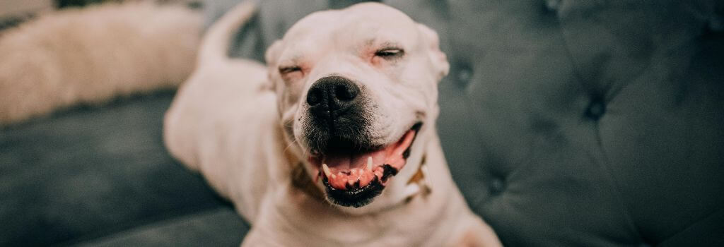 White dog, stretching out on a sofa, smiling
