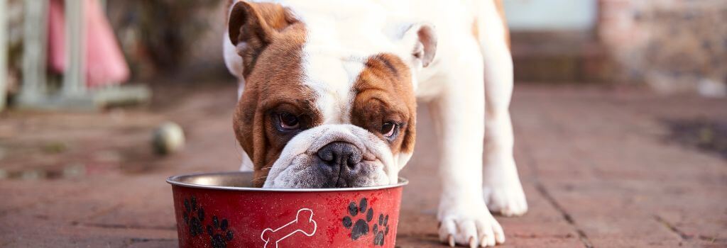Bull dog eating food from a bowl, eating can be a source of dog gas