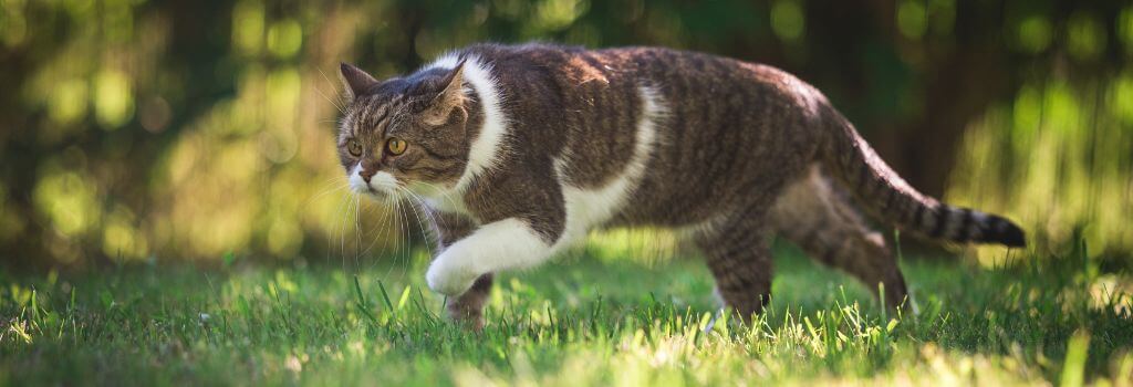 Cat hunting in the grass