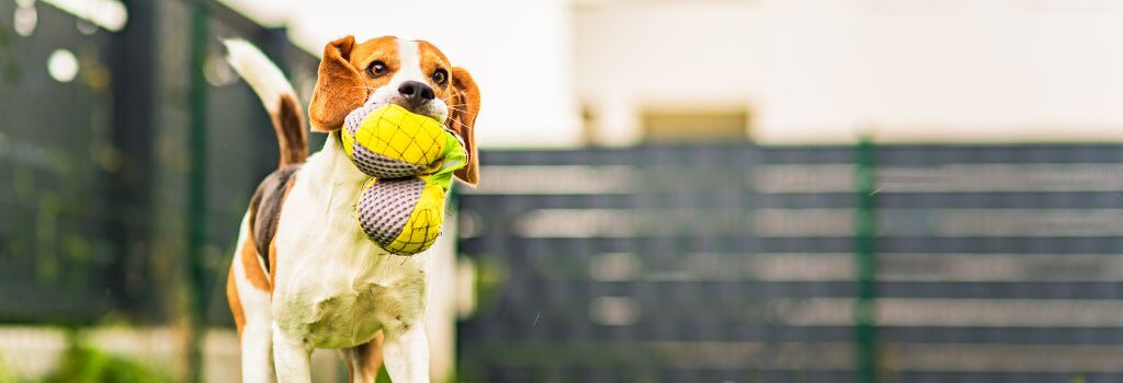 Dog playing with a toy outside in the grass