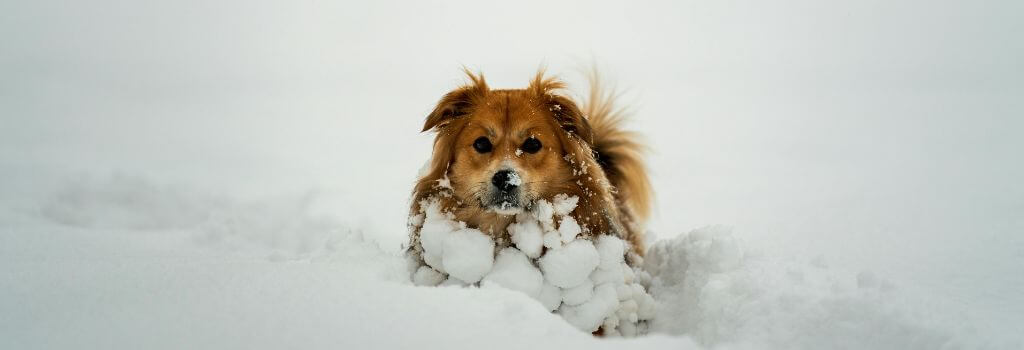 Small brown dog standing outside in the snow