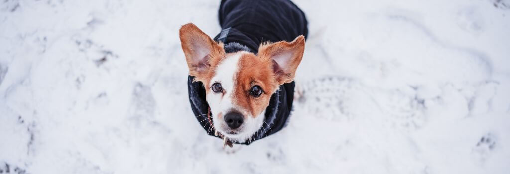 Dog in winter coat, sitting in the snow and looking up