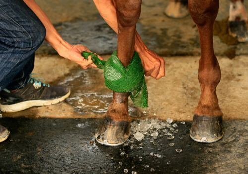 Equine cryotherapy on a horse outside