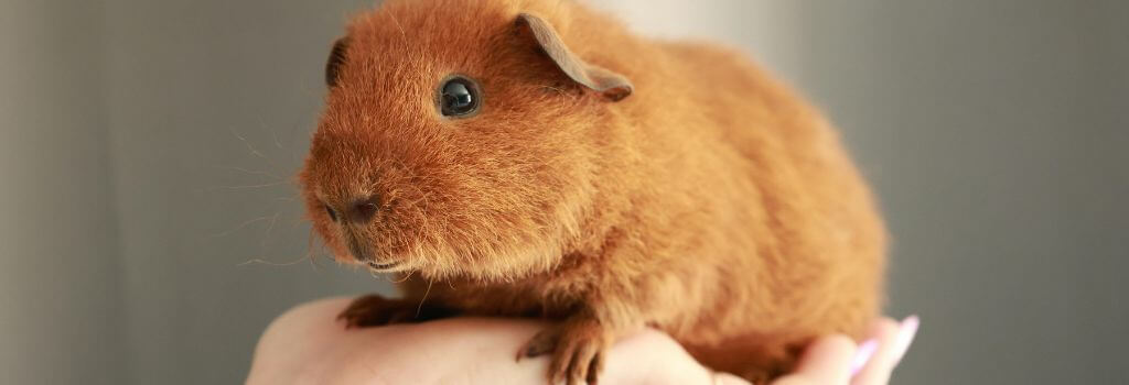 Guinea pig in its owner's hand