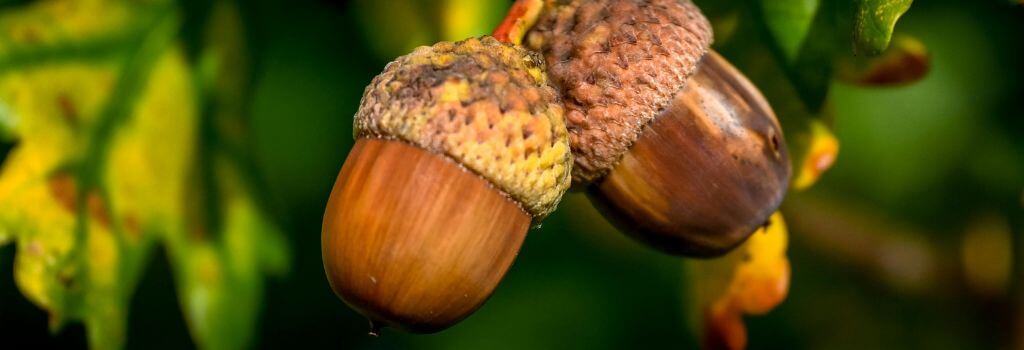Two acorns on a branch on an oak tree