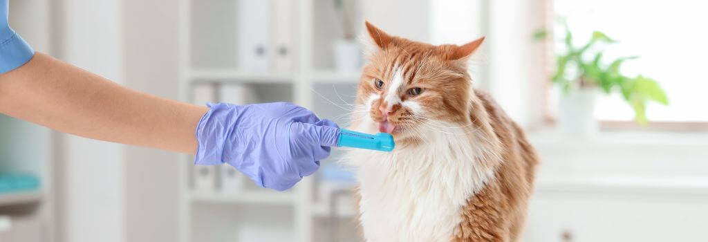 Owner showing pet toothbrush to their cat