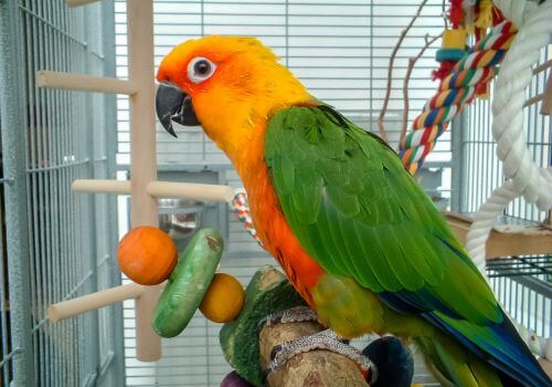 Large colorful parrot in its cage