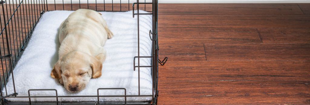 Golden puppy sleeping in crate.